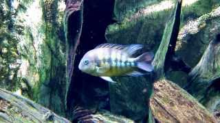 美洲中小型魚混泳水槽 American Cichlids amp Characins Tank 2 [upl. by Tarsuss]