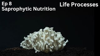 Ep 8  Saprophytic Nutrition  Life Processes  Class 10 [upl. by Platas]