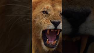 Lionshorts shortvideo youtubeshorts lion animals nature [upl. by Imar368]