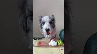 Give your puppy a taste of emu eggsrawbone [upl. by Irrac]