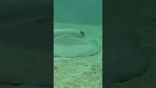 Ray  shorts scubadiving trending underwater ocean viralvideo funny ray [upl. by Idissac452]