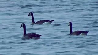 Floating Canada Geese [upl. by Alia]