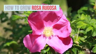 Rosa rugosa Growing Guide Rugosa Rose  by GardenersHQ [upl. by Ocko]