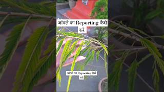 Reporting of aonla🪴 ytshorts gardening trending viralvideo [upl. by Yanffit]