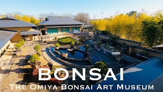 ⑤The Omiya Bonsai Art Museum Saitama Japan [upl. by Kittie]