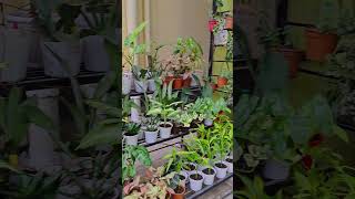 Indoor plants garden plants shorts trending gardening indoorplants [upl. by Obed]