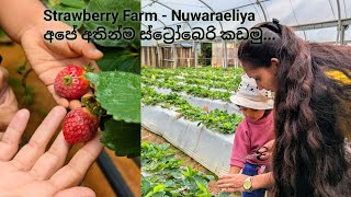 Strawberry Farm l Nuwaraeliya l sri lanka 🇱🇰 [upl. by Schmitz]