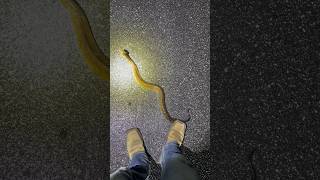 CHASED BY COTTONMOUTH cottonmouth watermoccasin herping herpetology venomous floridasnakes [upl. by Ayel94]