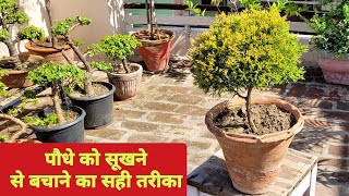 पौधे को सूखने से बचाने का सही तरीका  Cypress plant care tips  Juniper plant  Gardening tips [upl. by Xavier]