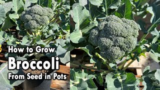 How to Grow Broccoli from Seed in Containers  From Seed to Harvest  Easy Planting Guide [upl. by Caines906]