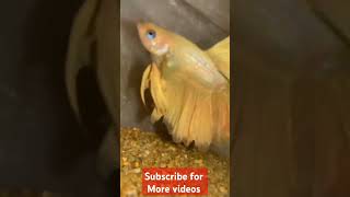 fish fishingvideo fishing yellowfish colorfishes smallfishes [upl. by Lindblad]