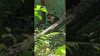 白面捲尾猴Whitefronted CapuchinTaipei Zoo [upl. by Farwell]