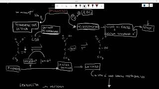 Lattato\acido lattico BIOCHIMICA [upl. by Newcomb]