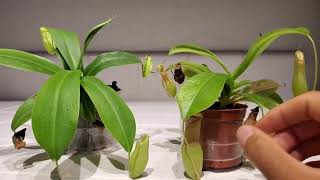 Plant Showcase Nepenthes Ventrata and Nepenthes sanguinea 🩸 [upl. by Nyrmak143]