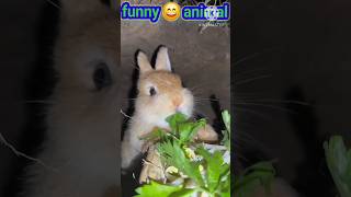 funny animals😱funny cats and dogs☺️funny cats😁funny dogs😄funny pets😱😱😱 [upl. by Jordan471]