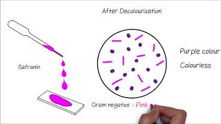 Grams Staining [upl. by Acysej]