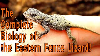 Fence Lizard Identification and the complete natural history of Sceloporus undulatus [upl. by Donaldson25]