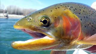 Facts Rainbow Trout [upl. by Lamont377]