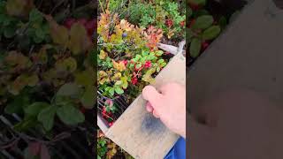 Beautiful lingonberry harvesting cranberry lingonberry berryfarm [upl. by Ayortal]