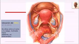 ANATOMÍA DEL ÚTERO PROF DR MARCELINO BRÍTEZ CABRERA [upl. by Yrral]