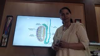 Anatomy of Epididymis [upl. by Callie]