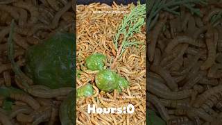 Mealworms Vs Cypress fruits timelapse mealworms insects food wormlapse insects fruit shorts [upl. by Jarrow]