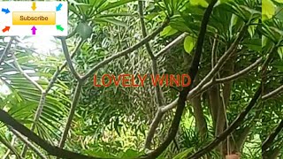 Slow Wind Sounds🔊 for sleeping  Dimag ko Skoon Denewali Hawa  Relax Your Mindnature windsounds [upl. by Fiedling]