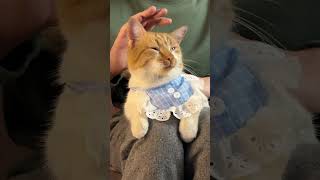 Cat asmr purring [upl. by Ahsinrat]