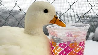 This Mini Duck Is Obsessed With Ice Water  The Koala [upl. by Modesty]