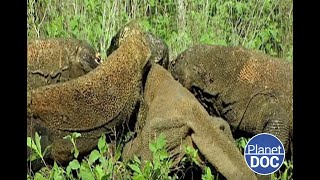 Las características del Dragón de Komodo el mayor lagarto viviente del mundo DOCUMENTAL COMPLETO [upl. by Verada]