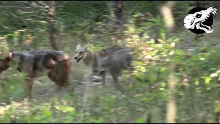 Coyotes Attack Our Dog In The Woods  Coyote Hunting With Decoy Dog [upl. by Talie]