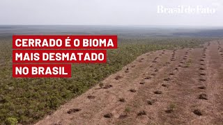 Cerrado é bioma campeão de desmatamento no Brasil [upl. by Hedveh]