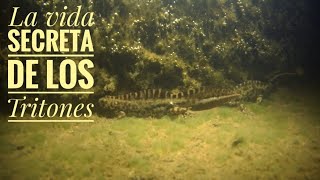 La vida secreta de los Tritones El tritón JASPEADO Triturus marmoratus [upl. by Anelagna956]