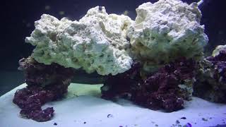 longhorn cowfish  Saltwater Tank set up [upl. by Racklin424]