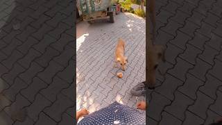 Street dogs feed 🥰 rjrideralwar rjrider streetdog shorts alwarvlogs alwar alwarrajasthan rj [upl. by Valeda584]