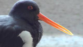 Austernfischer Haematopus ostralegus Schnabel oystercatcher Portrait Seevogel Wattenmeer [upl. by Akli910]