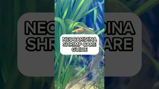 How to care for neocaridina shrimpswater parameters for neocaridina shrimp shrimpcare [upl. by Doe]