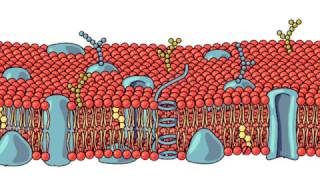 La membrana cellulare [upl. by Rednaxela]