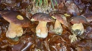 Aggiornamento METEO FUNGHI Appennino Tosco Emiliano Siamo agli SGOCCIOLI [upl. by Arathorn]