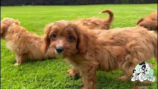 Cavapoo Puppies [upl. by Yursa]