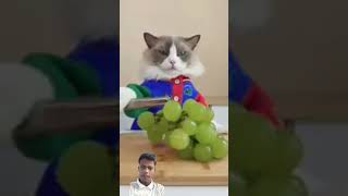 Billa kya kar Raha hai 😂😂😂 cat pets sofluffy funny spuffy funnycats cute stuffie puffiness [upl. by Asillim]