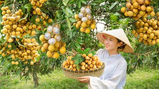 Dianxi Xiaoge Inspires Me  Cooking Longan Sweet Soup With A Beautiful Sister  Tieu Van Harvest [upl. by Fariss917]