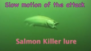 Underwater salmon Trolling wild Action GoPro [upl. by Scevo]