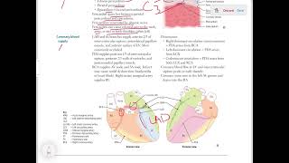 Cardiovascular Anatomy First Aid lecture For USMLE STEP1 lecture 2 [upl. by Dekeles619]