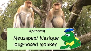 Apenheul neusapen 2014 [upl. by Del510]