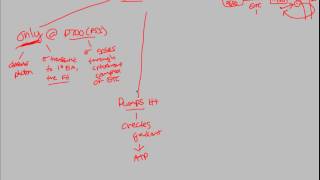 Photosynthesis  Cyclic Electron Flow  BIALIGYcom [upl. by Onifled]