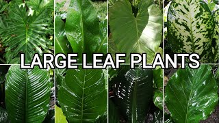 Large Leaf Plants  Decorative Plants Philippines [upl. by Anin]