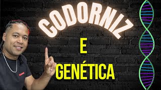 Codorniz X Genética [upl. by Rosalyn]