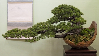 Pinus densiflora Cesarinis Variegated [upl. by Heimer499]