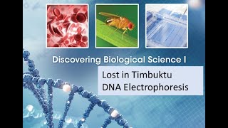 DNA Gel Electrophoresis [upl. by Nahem]